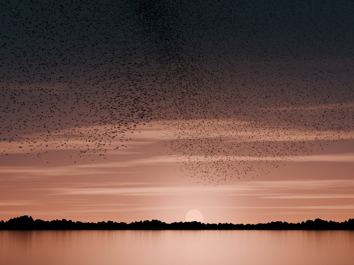 A flock made of sound.